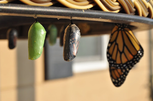 image of catapillars changing to butterflies